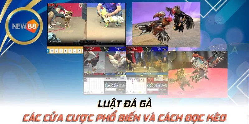 Các cửa cược phổ biến và cách đọc kèo