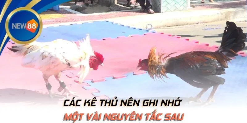 Các kê thủ nên ghi nhớ một vài nguyên tắc sau