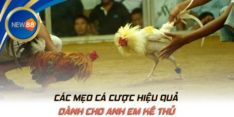 Các mẹo cá cược hiệu quả dành cho anh em kê thủ