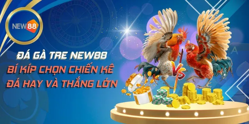 Đá Gà Tre NEW88 - Bí Kíp Chọn Chiến Kê Đá Hay Và Thắng Lớn
