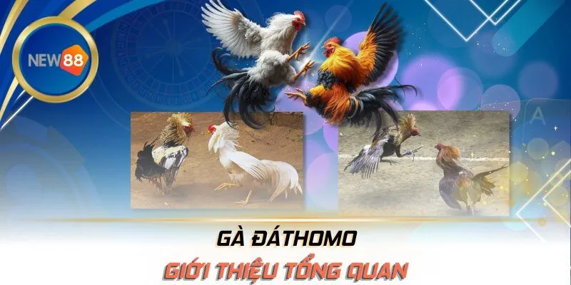 Giới thiệu tổng quan