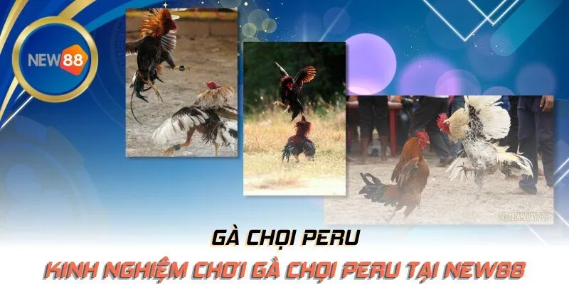 Kinh nghiệm chơi gà chọi Peru