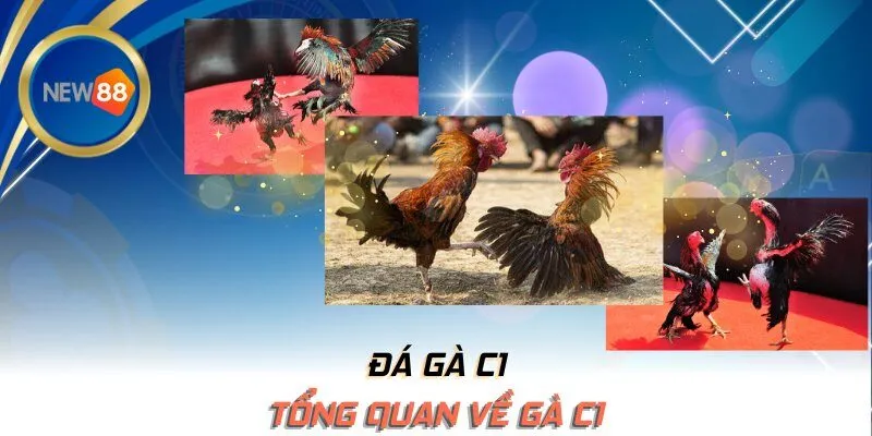 Tổng quan về gà C1