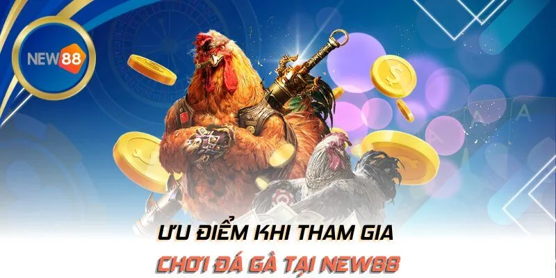 Ưu điểm khi tham gia chơi đá gà tại NEW88